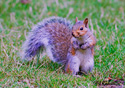 Sciurus carolinensis